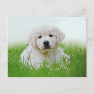 Cartão Postal Cachorro Verde Cachorro Cachorro Trapalhado Retrie