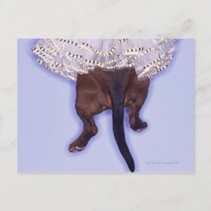 Cartão Postal Cachorro vestido