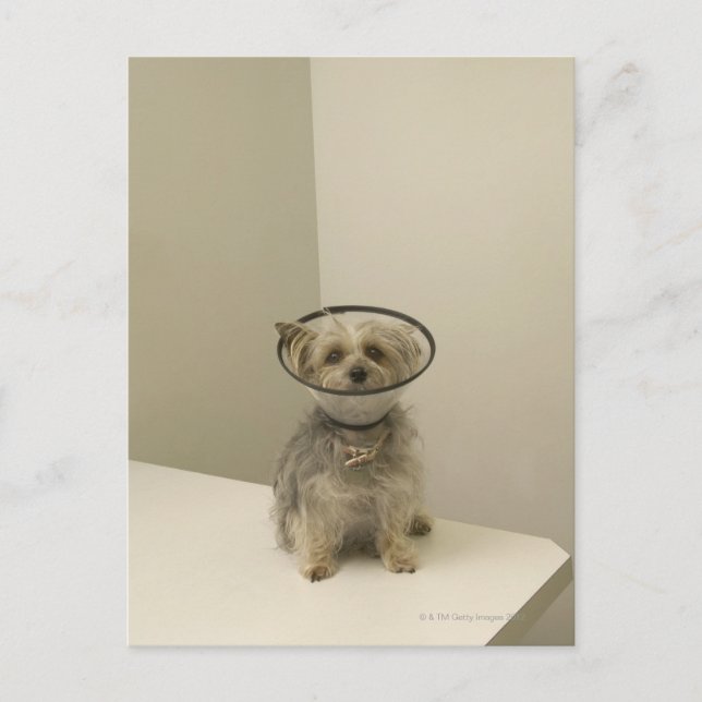 Cartão Postal Cachorro vestindo colar protetor (Frente)