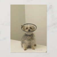 Cachorro vestindo colarinho protetor, close-up