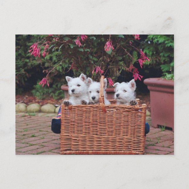 Cartão Postal Cachorros Adoráveis (Frente)