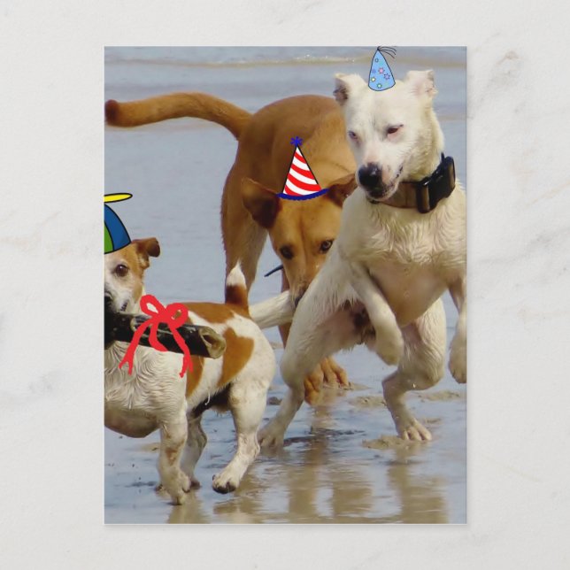Cartão Postal cachorros de aniversário felizes (Frente)