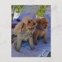 Cartão Postal Cachorros de Cockapoo aproveitam a praia
