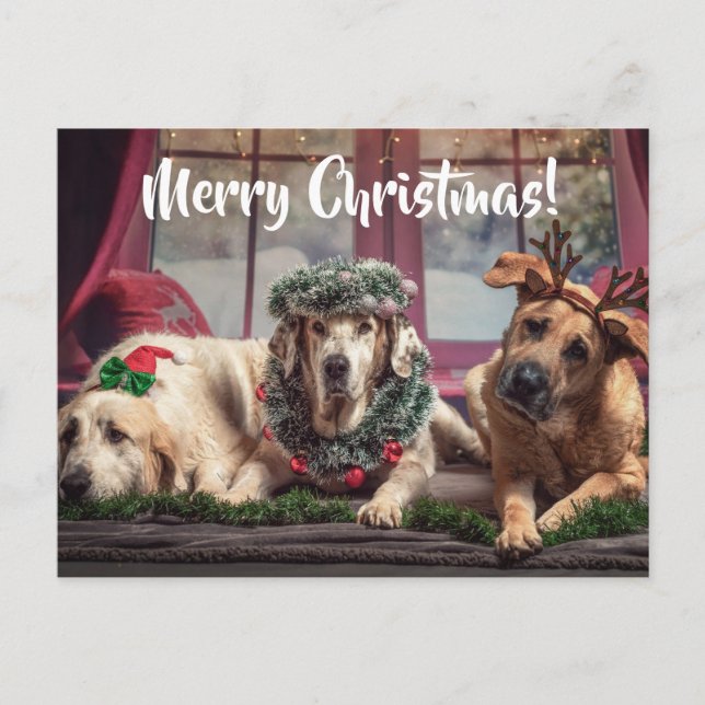 Cartão Postal Cachorros de Foto Engraçados em Antlers de Natal e (Frente)