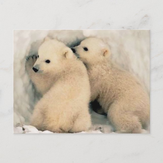 Cartão Postal Cachorros de Oso Polar (Frente)