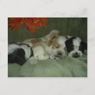 Cartão Postal Cachorros de panela romana. Hora do Sono!