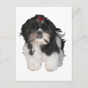 Cartão Postal Cachorros Filhotes Shitzu Shih Tzu
