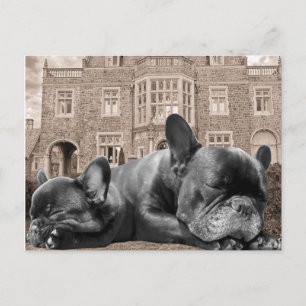 Cartão Postal Cachorros Franceses Dormindo