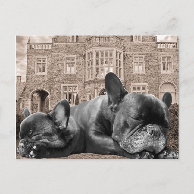 Cartão Postal Cachorros Franceses Dormindo (Frente)