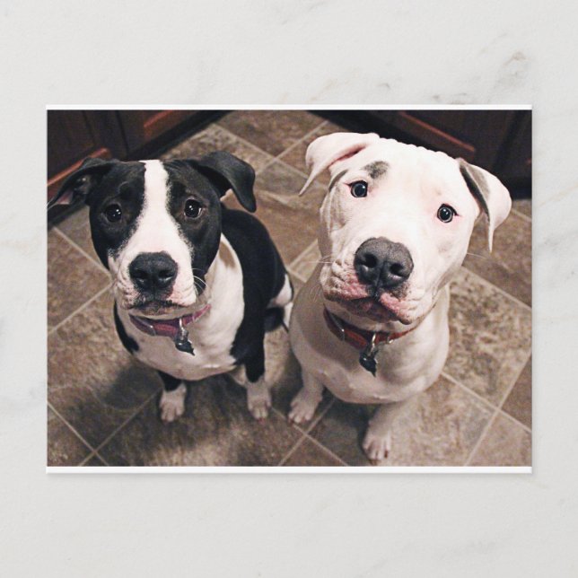 Cartão Postal cachorros pitbull adoráveis (Frente)