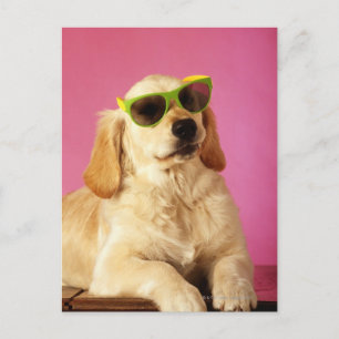 Cartão Postal Cachorros que vestem óculos escuros 2