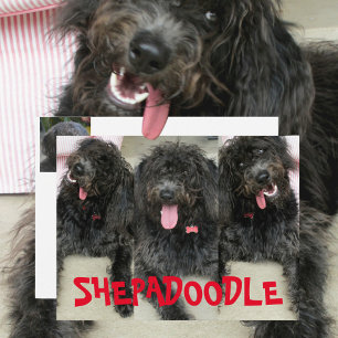 Cartão Postal Cachorros Shepadoodles Bobos