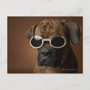Cartão Postal Cachorros vestindo óculos escuros