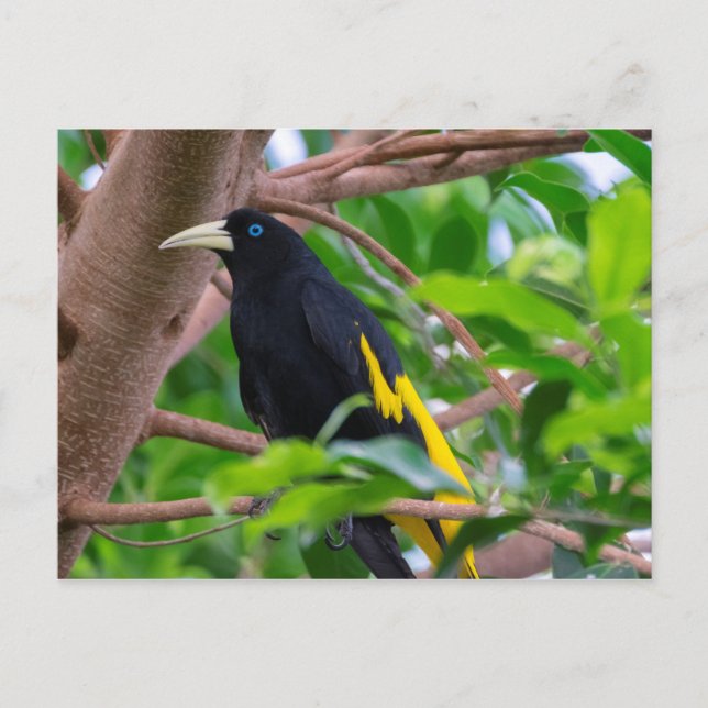 Cartão Postal Cacique de bote amarelo (Frente)