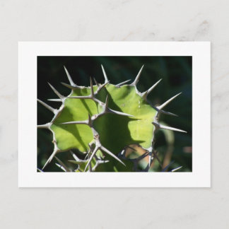 Cartão Postal Cacto