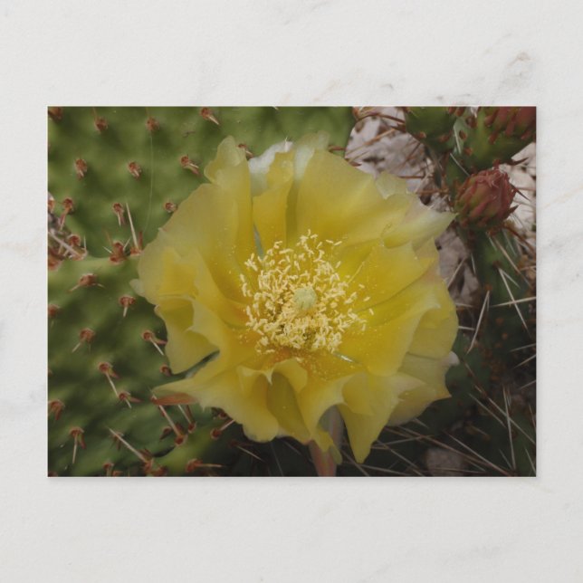 Cartão Postal Cacto Amarelo em Flor (Frente)