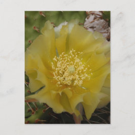 Cartão Postal Cacto Amarelo em Flor