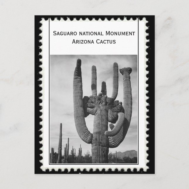 Cartão Postal cacto arizona (Frente)
