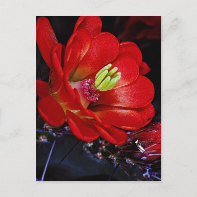 Cartão Postal Cacto-cacto-caco (Echinocereus triglochidiatus) (Frente)