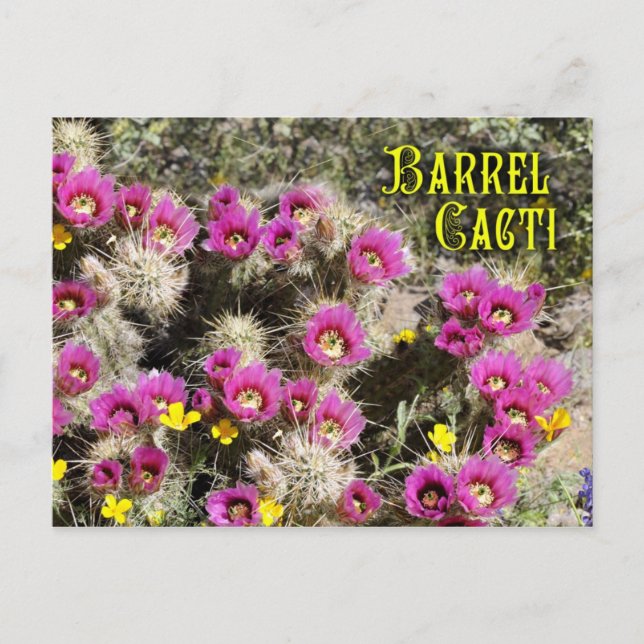 Cartão Postal Cacto de barril no deserto de Sonoran, Arizona (Frente)