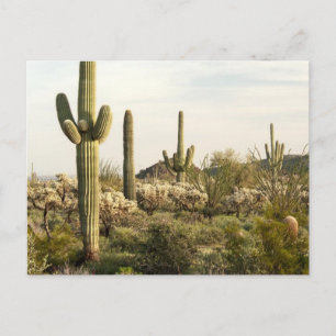 Cartão Postal Cacto do Saguaro, arizona, EUA