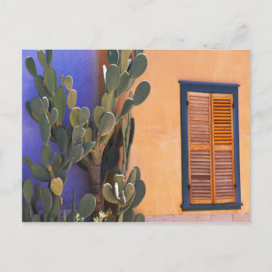 Cartão Postal Cacto do sudoeste (Opuntia dejecta) e