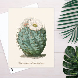 Cartão Postal Cacto em Barril Flor Branca