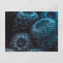 Cartão Postal Cacto Escuro