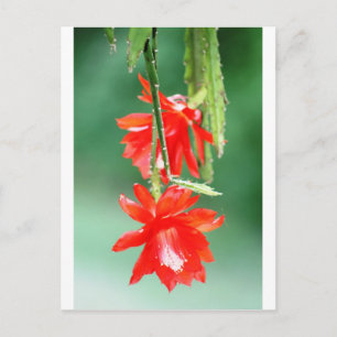 Cartão Postal Cacto Orquídea em Flor