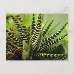 Cartão Postal Cacto pequeno e riscado verde