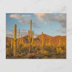 Cartão Postal Cacto saguaro ao pôr do sol, Arizona