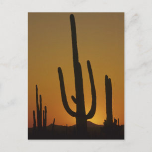 Cartão Postal Cacto saguaro gigante Cereus giganteus),