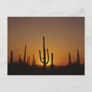 Cartão Postal Cacto saguaro gigante Cereus giganteus), 2