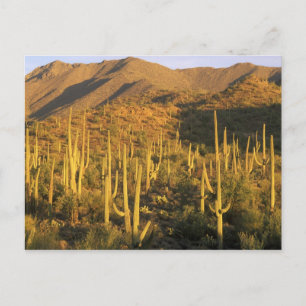 Cartão Postal Cacto Saguaro no Parque Nacional Saguaro perto