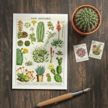 Cacto Suculentas Ilustração Botânica Postal