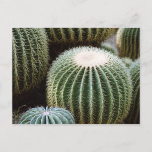 Cartão Postal Cactos redondos