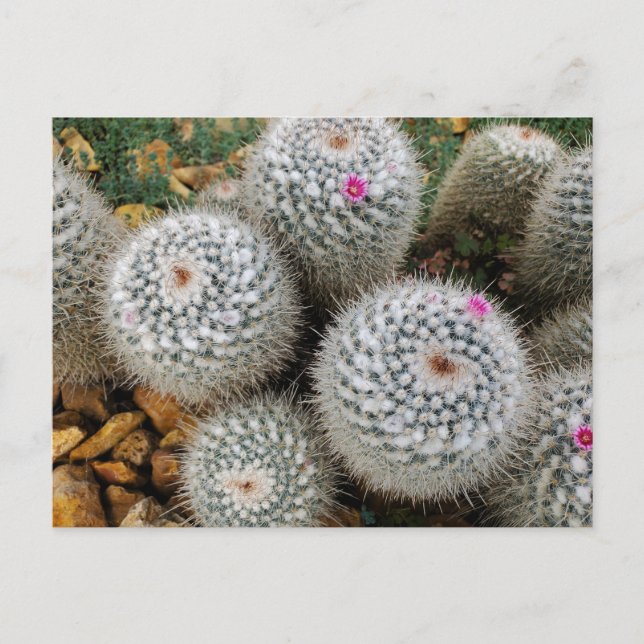 Cartão Postal Cactus (Frente)