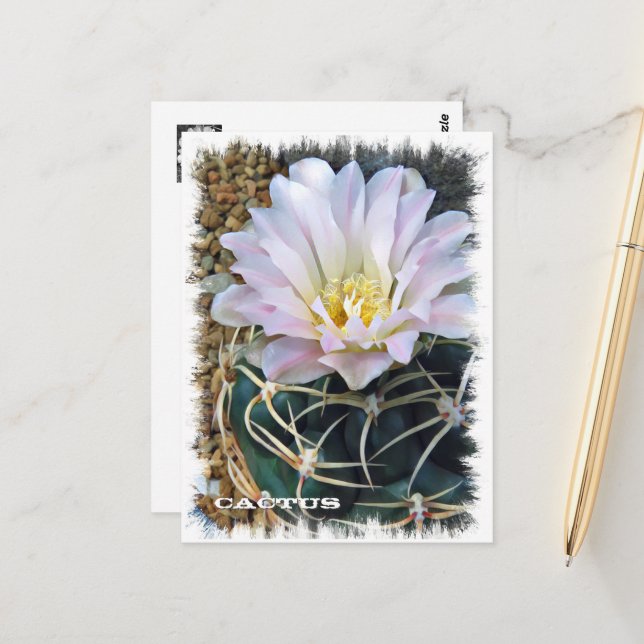 Cartão Postal Cactus ポストカード (Frente/Verso In Situ)