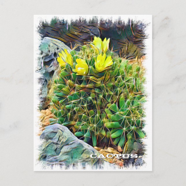 Cartão Postal Cactus ポストカード (Frente)