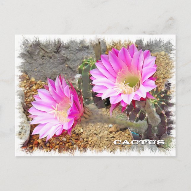 Cartão Postal Cactus ポストカード (Frente)