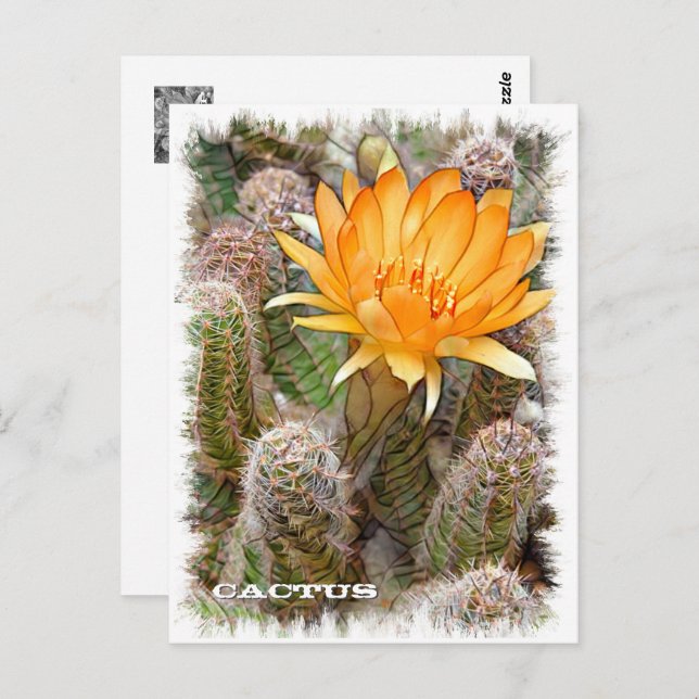 Cartão Postal Cactus ポストカード (Frente/Verso)
