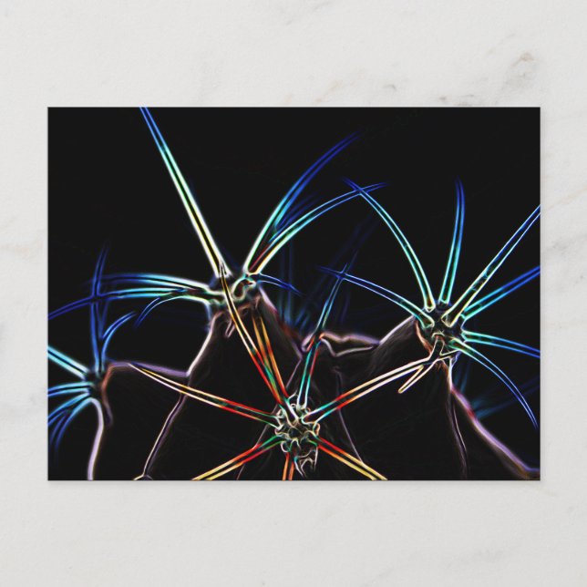 Cartão Postal Cactus 1 pccnm (Frente)