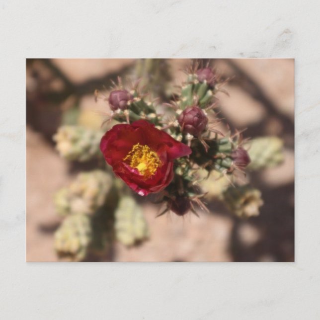 Cartão Postal Cactus Bloom (Frente)