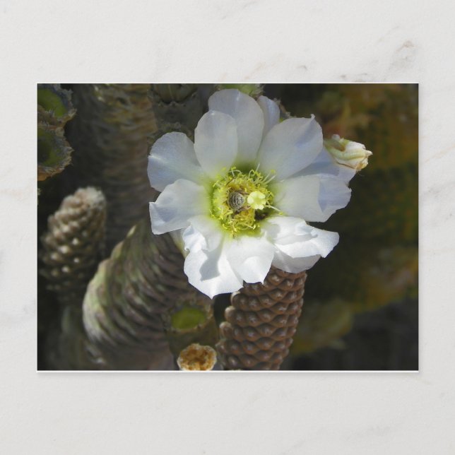 Cartão Postal Cactus Bloom (Frente)