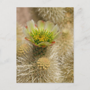 Cartão Postal Cactus Bloom
