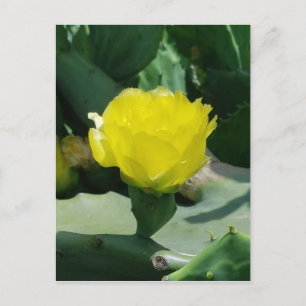 Cartão Postal Cactus Bloom