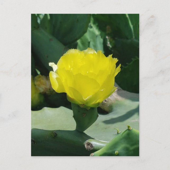 Cartão Postal Cactus Bloom (Frente)