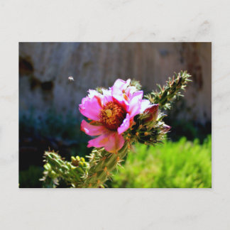 Cartão Postal Cactus Bloom Rosa com inseto voador