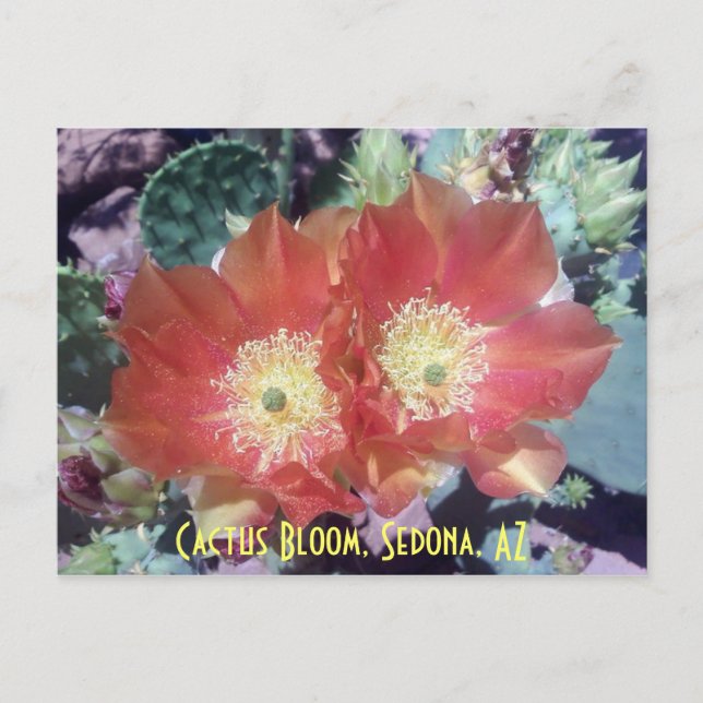 Cartão Postal Cactus Bloom, Sedona, AZ (Frente)