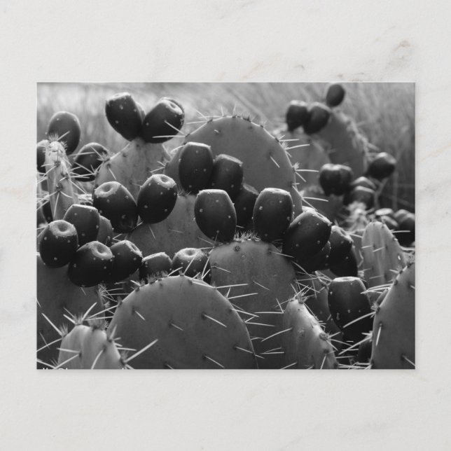 Cartão Postal Cactus Candy (Frente)